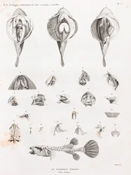 Pesci: Tetrodon, anatomia