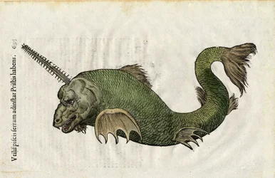 Pesce sega (Pristis) in Ulyssis Aldrouandi... De piscibus libri V et de cetis lib. vnus, tratta dalla storia naturale di Ulisse Aldrovandi. Bologna