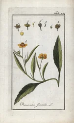 Ranuncolo flammula. Litografia da 