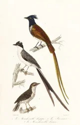 Pigliamosche e elaenia caraibica