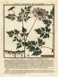 Prezzemolo del pazzo
