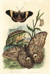 Farfalla gigante della foresta, Caligo eurilochus 1 e farfalla Brassolis sophorae, pupa e bruco 2