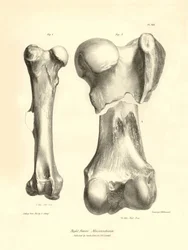 Ossa fossili (femore) dell