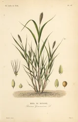 Miglio a coda di volpe o miglio italiano, Setaria italica, Panicum germanicum, Moha d