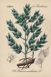 Fragon falso agrifoglio o piccolo agrifoglio - Pungitopo, Ruscus aculeatus. Litografia colorata a mano da Flora tedesca di Diederich von Schlechtendal (Flora von Deutschland), Jena
