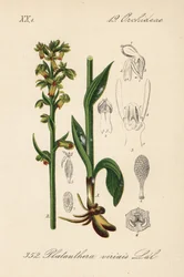 Orchidea rana - Orchidea rana, Dactylorhiza viridis (Platanthera viridis)