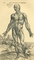 Fronte del corpo umano maschile, uno studio anatomico originariamente pubblicato in De Humani Corporis Fabrica Libri Septem di Andreas Vesalius, pubblicato a Basilea