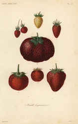 Frutti leguminosi