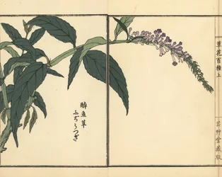 Fujiutsugi o Buddleia, specie Buddleja. Incisione a mano colorata su legno di Kono Bairei da Kusa Bana Hyakushu (Cento varietà di fiori), Tokyo, Yamada