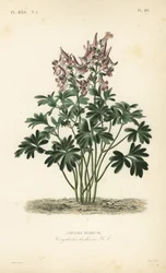 Corydalis solida, Corydalis solida