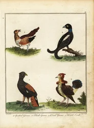 Uccelli da caccia: gallo cedrone maculato, gallo cedrone nero, gallo cedrone di legno, gallo cedrone di brughiera 1792 (incisione)