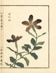 Ganpi o silene, specie di Lychnis. Incisione a mano colorata su blocco di legno di Kono Bairei dal libro Kusa Bana Hyakushu (Cento varietà di fiori)