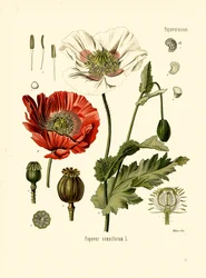 Papavero da giardino