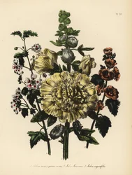Althaea rosea, Malva munroana e Malva angustifolia. Cromolitografia rifinita a mano di Henry Noel Humphreys da un