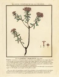 Fior di ghirlanda