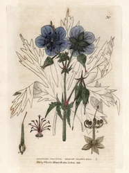 Geranio del Pres. Incisione su rame colorata da un disegno di Isaac Russell da "Fenomeni Botanici Inglesi" di William Baxter