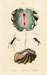 Vongola gigante e scarabei
