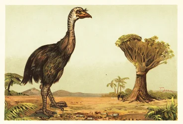 Moa gigante e albero del drago. 1908 (litografia)