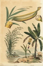 Pianta di bambù gigante spinoso, Bambusa bambos (Bambos arundinacea) e albero di banane con frutti e sezione trasversale, Musa paradisiaca