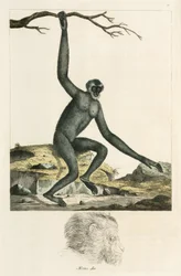 Gibbone