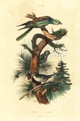 Regoli, Regulus regulus, e ghiandaia marina europea, Coracias garrulus