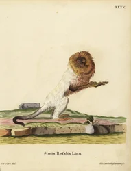 Tamarino leone dorato o marmosa dorata, Leontopithecus rosalia. In pericolo. Simia rosalia Linn. Incisione a mano colorata su rame di Jakob Andreas Eisenmann dopo un