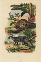 Zibetto dorato, Paradoxurus zeylonensis e zibetto delle palme asiatico, Paradoxurus hermaphroditus