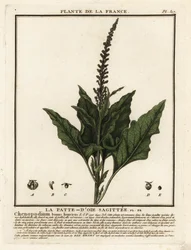 Chenopodium bonus-henricus