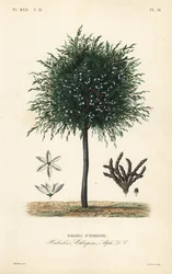 Grani di Selim