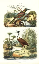 Grande jacamar, Jacamerops aureus, e jacana settentrionale, Jacana spinosa