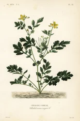 Chelidonia maggiore