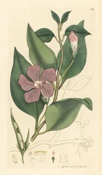 Pervinca maggiore, Vinca major (grande pervinca) Incisione a mano colorata da un disegno di James Sowerby per English Botany di James Smith