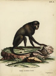 Scimmia dal naso macchiato maggiore o scimmia dal naso di stucco. Cercopithecus nictitans. Simia Nictitans Linn. Incisione a mano colorata su rame di Johann Nussbiegel da Illustrazioni animali di Johann Christian Daniel Schreber