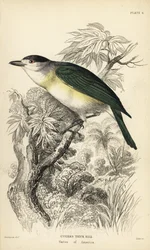Becard dal dorso verde, Pachyramphus viridis