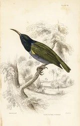 Nettarinia dalla testa verde (Bassa Guinea), Cyanomitra verticalis cyanocephala (Nettarinia dal dorso oliva, Cinnyris chloronotus). Incisione su acciaio colorata a mano di William Lizars su disegno di William Swainson dalla Naturalist