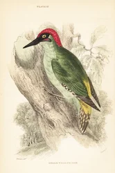 Picchio verde, Picus viridis, posato su un albero. 1889 (incisione)