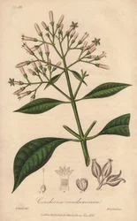 Chincona grigia (Cinchona officinalis) - Acquaforte di William Clarke per illustrare “Botanica medica, descrizione delle piante medicinali di Londra, Edimburgo e Dublino” di John Stephenson e James Morss Churchill