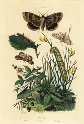Farfalla pugnale grigia e larva, Acronicta psi 1, farfalla Apopestes spectrum e larva 2, farfalla fiore di pesco e bruco, Thyatira batis 3