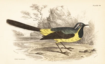 Ballerina gialla, Motacilla cinerea. 1889 (incisione)