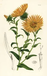 Grindelia grandiflora. Litografia colorata a mano da Flowers of the Gardens and Hothouses of Europe di Louis van Houtte e Charles Lemaire, Flore des Serres et des Jardins de l