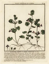 Edera terrestre, Glechoma hederacea