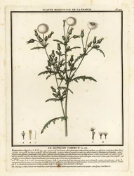Senecio vulgaris