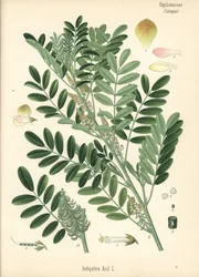 Indaco guatemalteco o indaco a foglie piccole, Indigofera suffruticosa