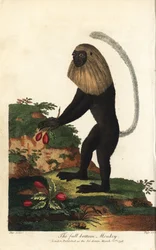 Guereza dell