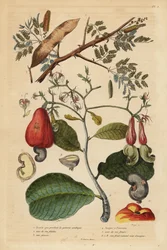 Albero di gomma arabica, Senegalia senegal (Acacia verek) e albero di anacardio, Anacardium occidentale