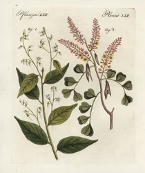 Albero di benzoino, Styrax benzoin e legno di campeggio, Haematoxylon campechianum. Incisione a mano colorata da 