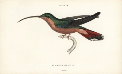 Colibrì dalle zampe pelose, Glaucis hirsutus. Incisione a mano colorata da William Lizars dal libro di Sir William Jardine