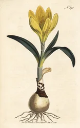Raccolto - Narciso autunnale, Sternbergia lutea (Amarillide gialla, Amaryllis lutea) - Incisione a mano colorata dal Botanical Magazine di William Curtis, Londra