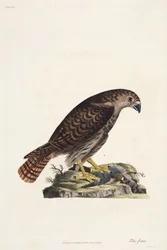 Falco