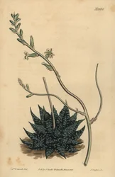 Haworthia minor o Tulista minima (Aloe perla minore, Aloe margaritifera minima)
